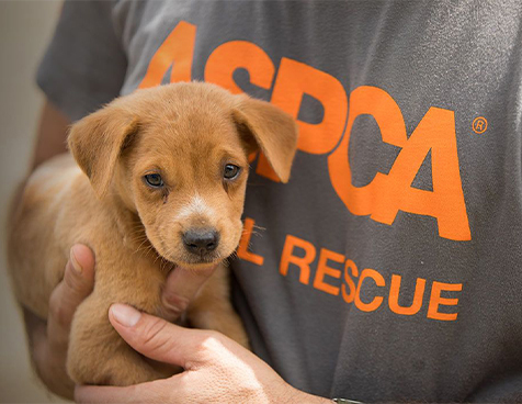 Giving Back - ASPCA